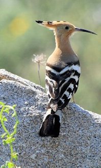 Hoopoe