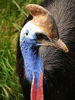 Cassowary