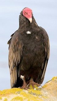 Turkey Vulture 