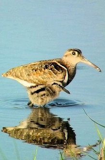 Greater Painted-snipe