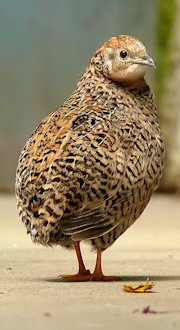 Buttonquail