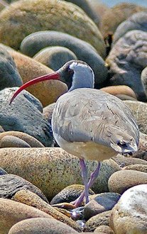 Ibisbill