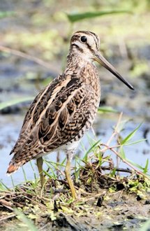 Pin-tailed Snipe (Gallinago stenura)