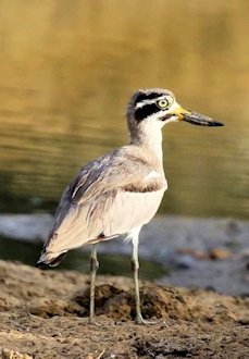 Great Stone-curlew