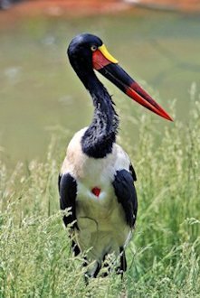 Saddle-billed Stork 