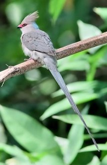 Blue-naped Mousebird