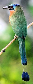 Blue-crowned Motmot