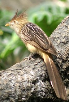 Guira Cuckoo (Guira guira)