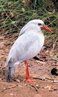 Kagu (Rhynochetos jubatus) 