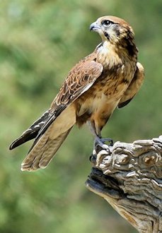 Brown Falcon