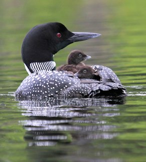 Common Loon