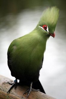 Guinea Turaco 