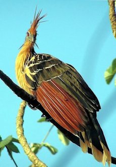 Hoatzin (Opisthocomus hoazin) 