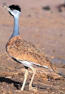 Nubian Bustard