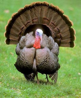 Wild Turkey