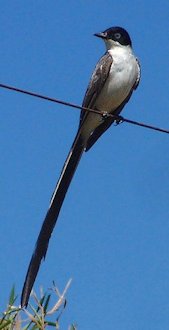 Great Crested Flycatcher