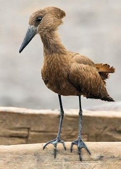 Hamerkop 