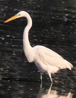 Eastern Great Egret 