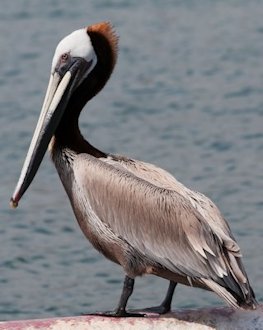 Brown Pelican 