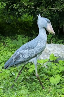 Shoebill (Balaeniceps rex) 