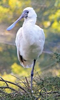 types of spoonbill bird