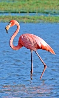 Flamingo