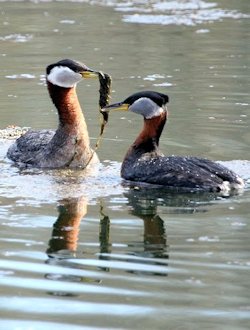 Red-necked Grebe