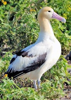 Short-tailed Albatross 