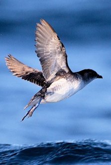 Common Diving Petrel 