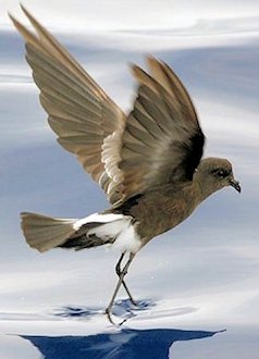 Wilson's Storm-petrel 