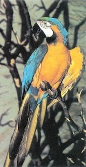 Blue-and-yellow Macaw