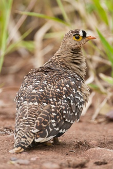 Double-banded Sandgrouse 