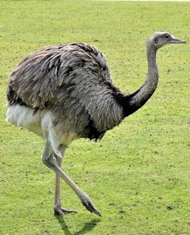 Greater Rhea