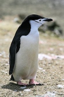 Chinstrap Penguin (Pygoscelis antarctica)