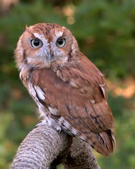 Eastern Screech Owl