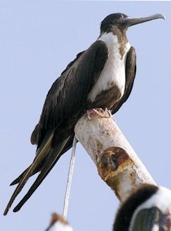 Magnificent Frigatebird 