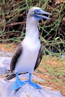 Blue-footed Booby 