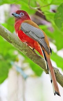 Red-headed Trogon (Harpactes erythrocephalus) 