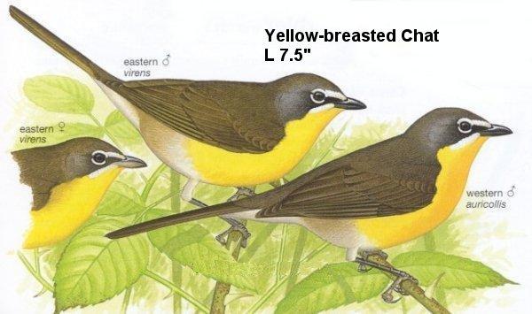 Yellow-breasted Chat