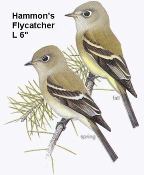 Hammond's Flycatcher