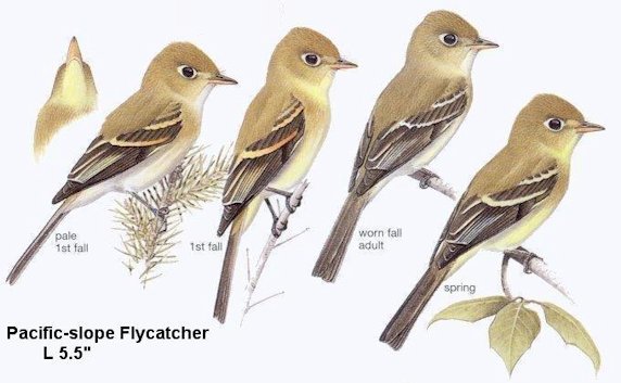 Pacific-slope Flycatcher 
