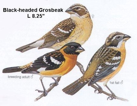 Black-headed Grosbeak