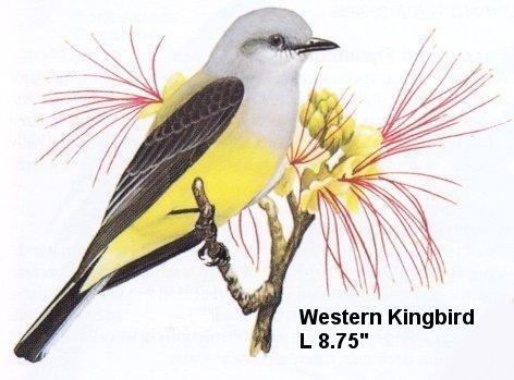 Western Kingbird