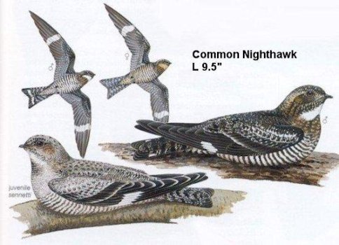 Common Nighthawk