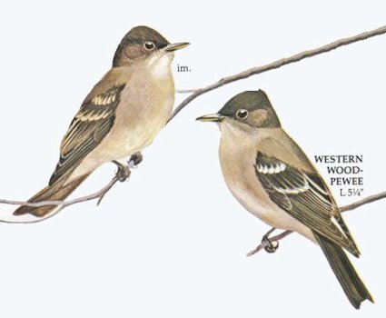 Western Wood-Pewee