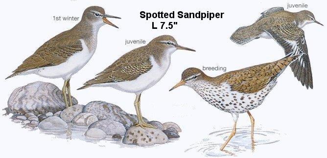 Spotted Sandpiper