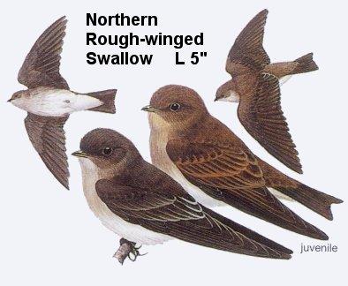 Northern Rough-winged Swallow