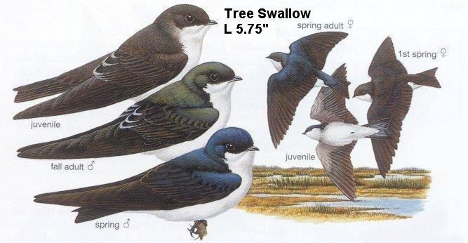 Tree Swallow