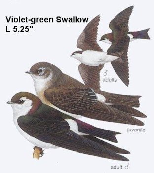 Violet-green Swallow