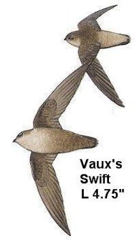Vaux's Swift
